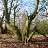 Kenilworth woodland walk, Warwickshire - Dog walks in Warwickshire