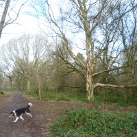Kenilworth woodland walk, Warwickshire - Dog walks in Warwickshire