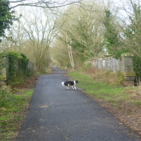 Kenilworth woodland walk, Warwickshire - Dog walks in Warwickshire