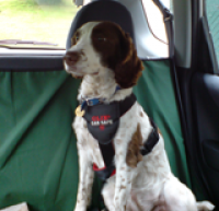 Dog Walking Service, Fife, Scotland - Scotland dog service