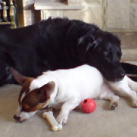 Dog Walking Service, Fife, Scotland - Scotland dog service