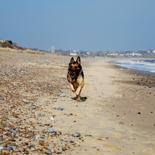 Pakefield dogfriendly beach, Lowestoft, Suffolk Driving with Dogs