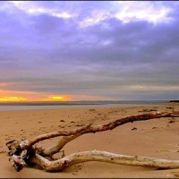 Dog-friendly beach and dog walk near St Andrews, Scotland - Dog walks in Scotland