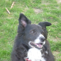 Castle dog walks near Yarpole, Herefordshire - Dog walks in Herefordshire