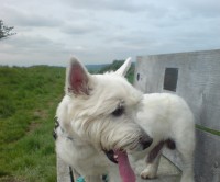 Burntisland dog walk near Kirkcaldy, Scotland - Dog walks in Scotland
