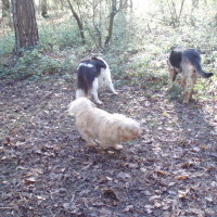 Hinchingbrooke Country Park dog walks, Cambridgeshire - Dog walks in Cambridgeshire