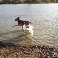 Hinchingbrooke Country Park dog walks, Cambridgeshire - Dog walks in Cambridgeshire
