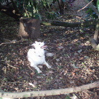 Hinchingbrooke Country Park dog walks, Cambridgeshire - Dog walks in Cambridgeshire