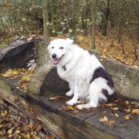Hinchingbrooke Country Park dog walks, Cambridgeshire - Dog walks in Cambridgeshire