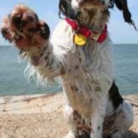 Pelyn Vet Group, Cornwall - Image 1