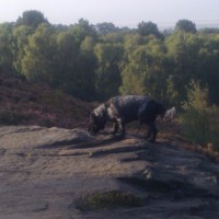 Royden Park, Merseyside - Dog walks in Merseyside