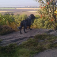 Royden Park, Merseyside - Dog walks in Merseyside