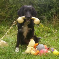 Fun With Dogs, Hampshire - Image 1