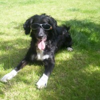 Fun With Dogs, Hampshire - Image 3