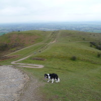 Malvern Hills dog walks, Worcestershire - Dog walks in Worcestershire