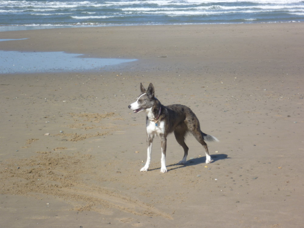 dog friendly llyn peninsula