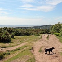 Thurstaston Common and Hill, Merseyside - Dog walks in Merseyside