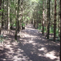Wykeham Forest dog walk, North Yorkshire - Dog walks in Yorkshire