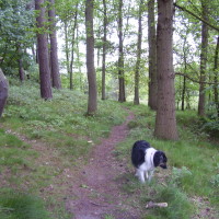 Wykeham Forest dog walk, North Yorkshire - Dog walks in Yorkshire