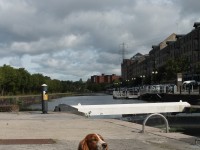 M8 Junction 17 dog walk in Glasgow, Scotland - Dog walks in Scotland