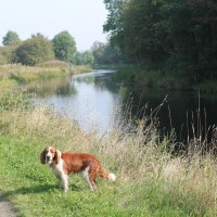 Kirkintilloch dog walk, Scotland - Dog walks in Scotland