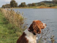 Canal dog walk from Kilsyth, Scotland - Dog walks in Scotland