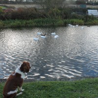 M80 Junction 6a dog walk near Banknock, Scotland - Dog walks in Scotland