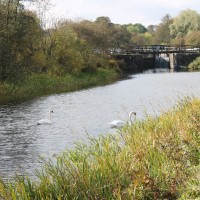 M80 Junction 6a dog walk near Banknock, Scotland - Dog walks in Scotland