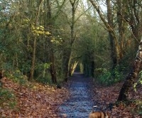 Smestow Valley Nature Reserve dog walk, Wolverhampton, West Midlands - Dog walks in the West Midlands