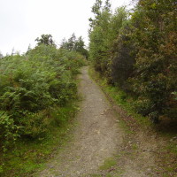 Cratloe dog walk near Limerick, RoI - Dog walks in Ireland
