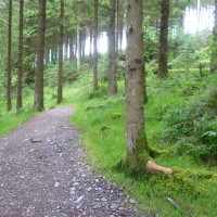 Cruagh dog walk near Dublin, RoI - Dog walks in Ireland