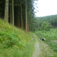 Cloon dog walk, RoI - Dog walks in Ireland