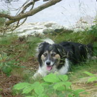 Dog walk near Killyfad, RoI - Dog walks in Ireland