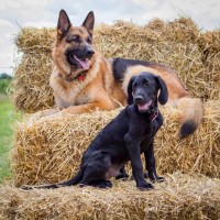 Olli&Loki - Driving with Dogs