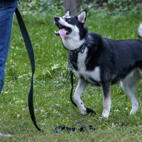 Positive 4 Paws, Hampshire - Image 2