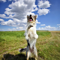 Positive 4 Paws, Hampshire - Image 3