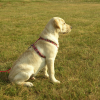 Positive 4 Paws, Hampshire - Image 4