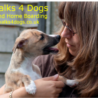 Waggy Walks 4 Dogs, Hampshire - Image 3