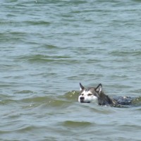 Rhosneigr dog-friendly beach, Anglesey, Wales - Dog walks in Wales