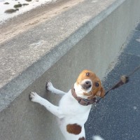 Southport dog-friendly beach, Cheshire - Dog walks in Cheshire