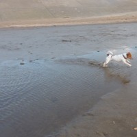Southport dog-friendly beach, Cheshire - Dog walks in Cheshire