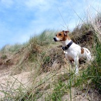 Formby dog-friendly beach near Liverpool, Merseyside - Dog walks in Lancashire