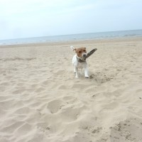 Formby dog-friendly beach near Liverpool, Merseyside - Dog walks in Lancashire
