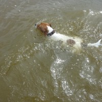 Formby dog-friendly beach near Liverpool, Merseyside - Dog walks in Lancashire