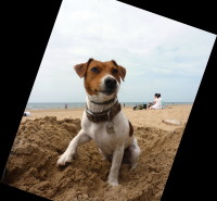 Formby dog-friendly beach near Liverpool, Merseyside - Dog walks in Lancashire