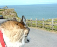 Rhossili dog-friendly beach, Gower Peninsula, Wales - Dog walks in Wales