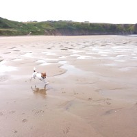 Rhossili dog-friendly beach, Gower Peninsula, Wales - Dog walks in Wales