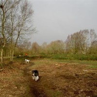 Mousehold Heath dog walks, Norwich, Norfolk - Dog walks in Norfolk