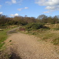 Mousehold Heath dog walks, Norwich, Norfolk - Dog walks in Norfolk