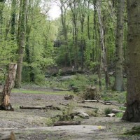 Coldfall Woods local dog walk, Greater London - Dog walks in Greater London